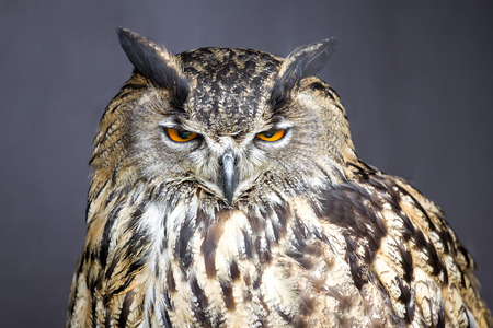 Closeup picture of stare-looking eagle owl - detailの写真素材