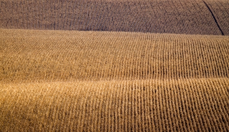 Moravian Corn Fields - an area called the Moravian Tuscany, Czech republic, Europe