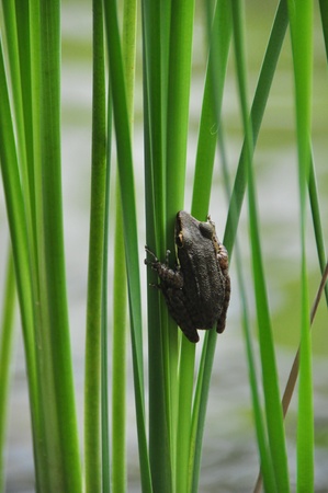 frog hang on grassの写真素材