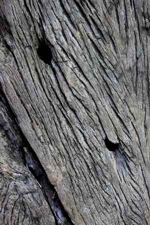 old woodの写真素材