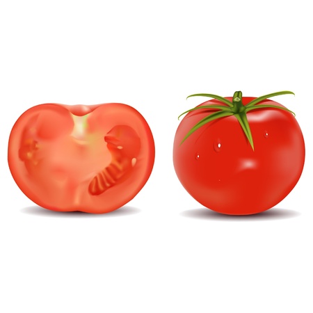 realistic vector Tomato のイラスト素材