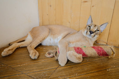 Caracal the big cat