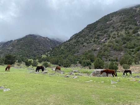Horses against the backdrop of mountains. Horses are grazing. Incredible summer landscape. Sunny day in the mountains. Mountains of Kyrgyzstan. Trekking in the mountains.の写真素材