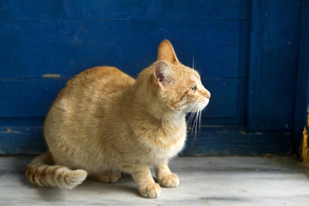 A yellow cat sitting in front of a blue door, inside a houseの写真素材