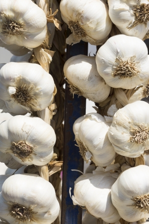 Bunch of garlics hanging on string in a marketの写真素材