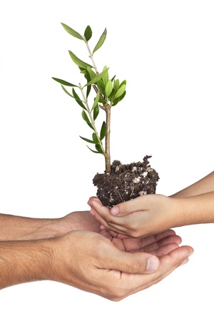 Hands holding olive plant with small branches, in studio, on white backgroundの写真素材