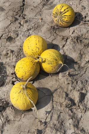 Five yellow melons on the ground closeupの写真素材