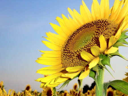 Sunflowerの写真素材