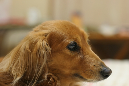Dachshundの写真素材