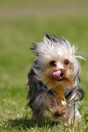 Yorkie runsの写真素材