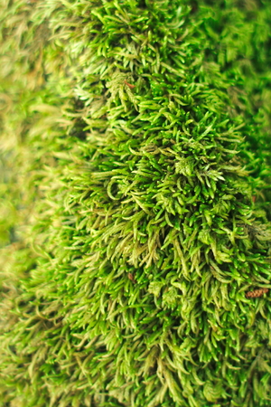 mossの写真素材