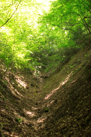 forestの写真素材