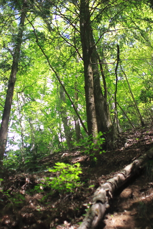 forestの写真素材