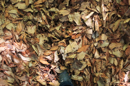 forestの写真素材