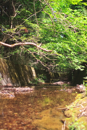 mossの写真素材