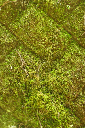 mossの写真素材