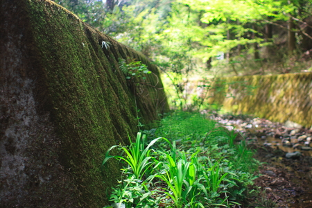 mossの写真素材