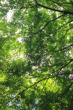 forestの写真素材