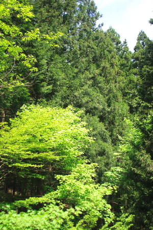 forestの写真素材
