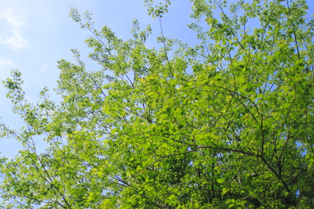 forestの写真素材