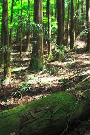 mossの写真素材