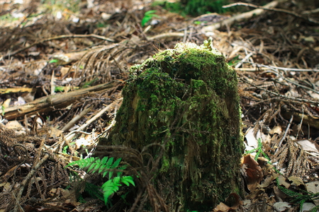 mossの写真素材