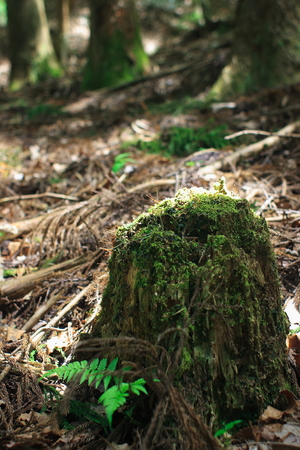 mossの写真素材