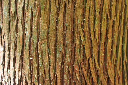 mossの写真素材