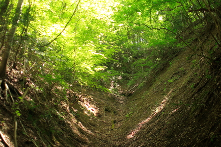 forestの写真素材