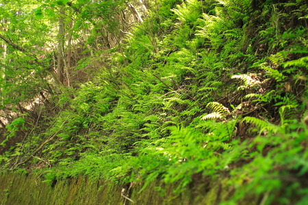 mossの写真素材