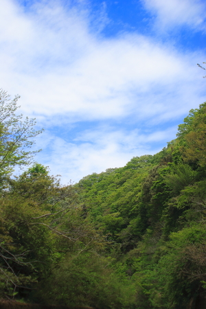 forestの写真素材