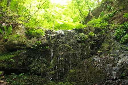 mossの写真素材