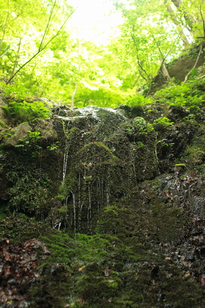 mossの写真素材
