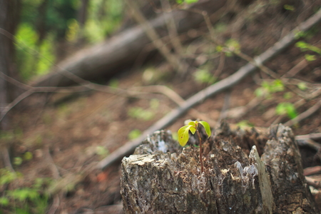 forestの写真素材