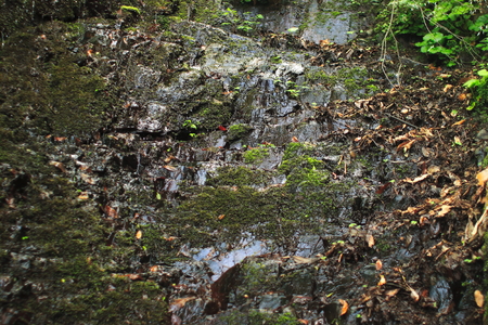 mossの写真素材