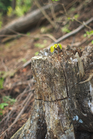 forestの写真素材