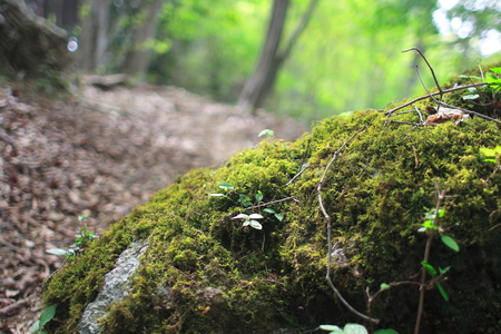 mossの写真素材