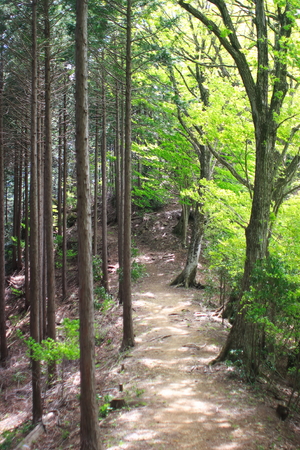 forestの写真素材