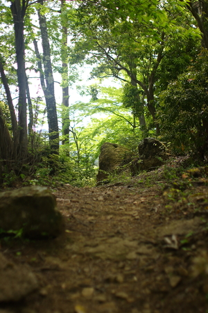 mossの写真素材