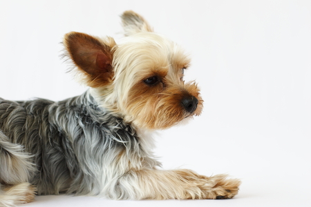 yorkshire terrierの写真素材