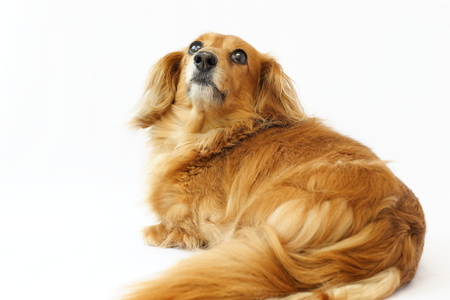 dachshundの写真素材