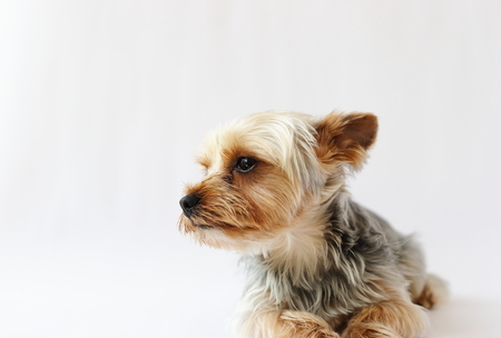 yorkshire terrierの写真素材