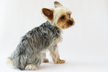 yorkshire terrierの写真素材