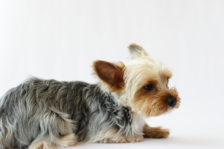yorkshire terrierの写真素材