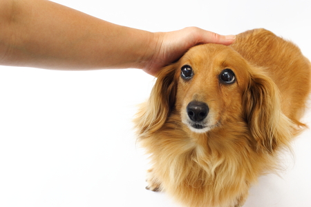 Dachshundの写真素材
