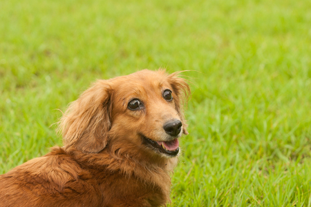 Dachshundの写真素材