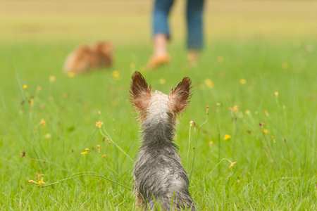 Yorkshire Terrierの写真素材