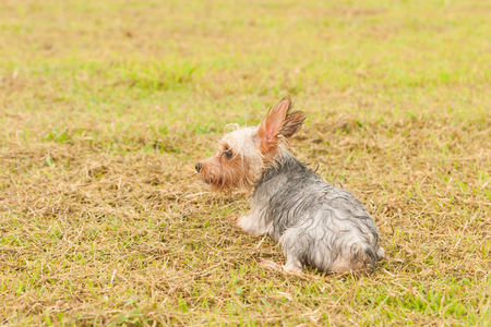 Yorkshire Terrierの写真素材
