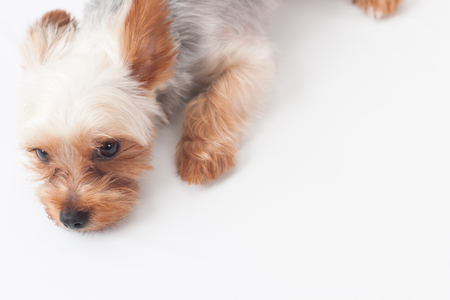 Yorkshire Terrierの写真素材