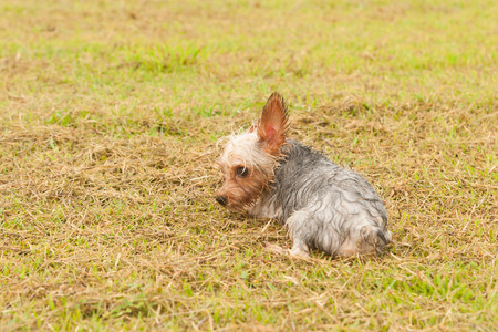 Yorkshire Terrierの写真素材